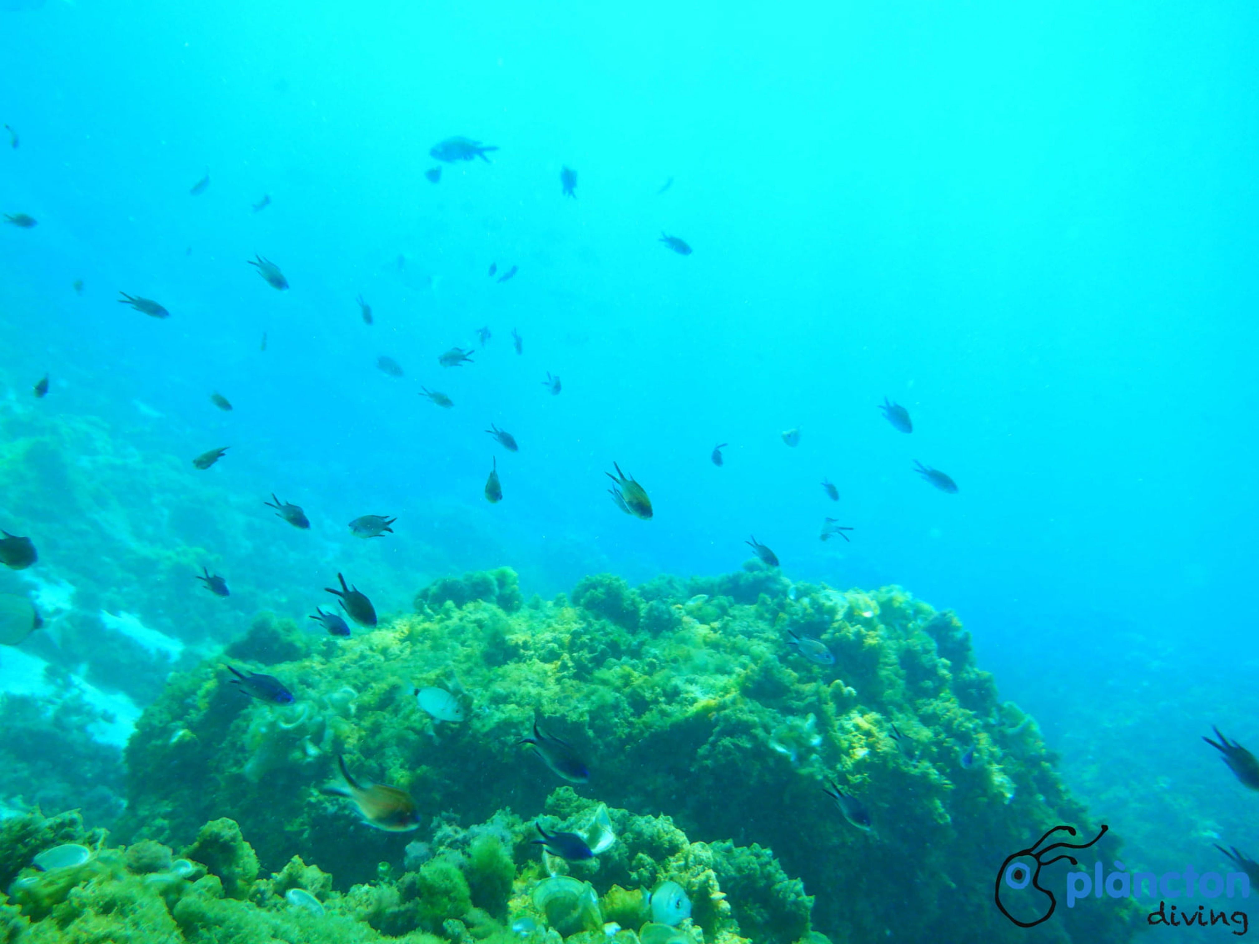 Masia Blanca Marine Reserve 1