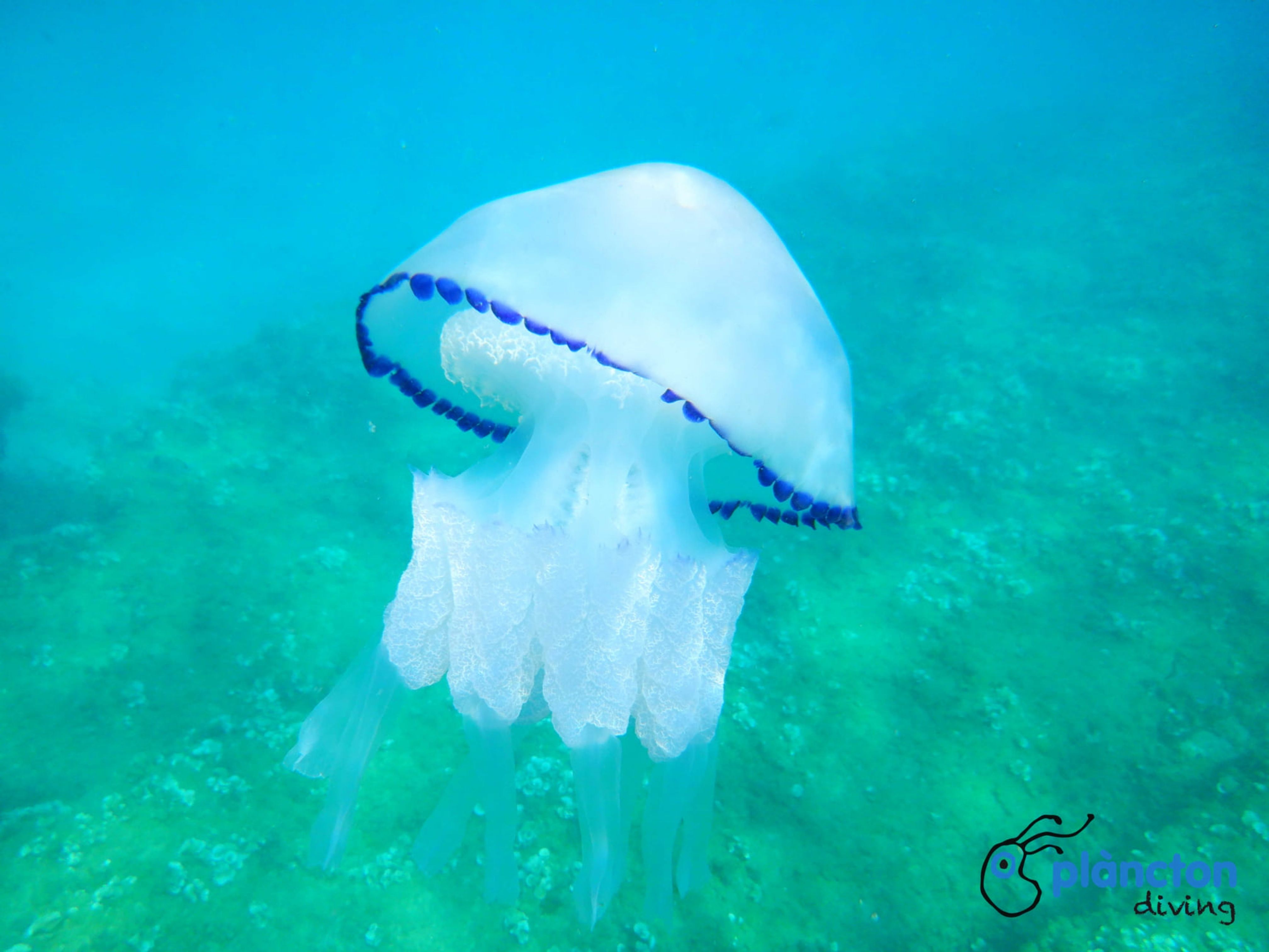 Masia Blanca Marine Reserve 2